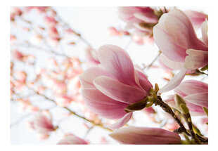 Fototapeet - Pink magnolia цена и информация | Фотообои | hansapost.ee