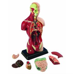 Inimese anatoomia komplekt Keha ja elundid 27 cm hind ja info | Arendavad laste mänguasjad | hansapost.ee