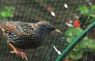 Сетка защитная от птиц Garden Line, 5x10 м цена и информация | Садовые инструменты | hansapost.ee