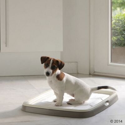 Savic Puppy Trainer Starter Kit Medium pissimise alus koertele, 48x35x4 cm hind ja info | Hooldus/grooming | hansapost.ee