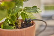 Tilkkastmiskomplekt 15 taimele Gardena Micro-Drip-Irrigation цена и информация | Niisutussüsteemid, kastmisvoolikud ja kastekannud | hansapost.ee