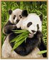 Maalimine numbrite järgi Schipper Panda Bears MNZ, 24 x 30 cm цена и информация | Maalimiskomplektid numbrite järgi | hansapost.ee