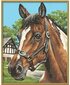 Maalimine numbrite järgi Schipper KIDS Horse Portrait MNZ, 24 x 30 cm hind ja info | Maalimiskomplektid numbrite järgi | hansapost.ee