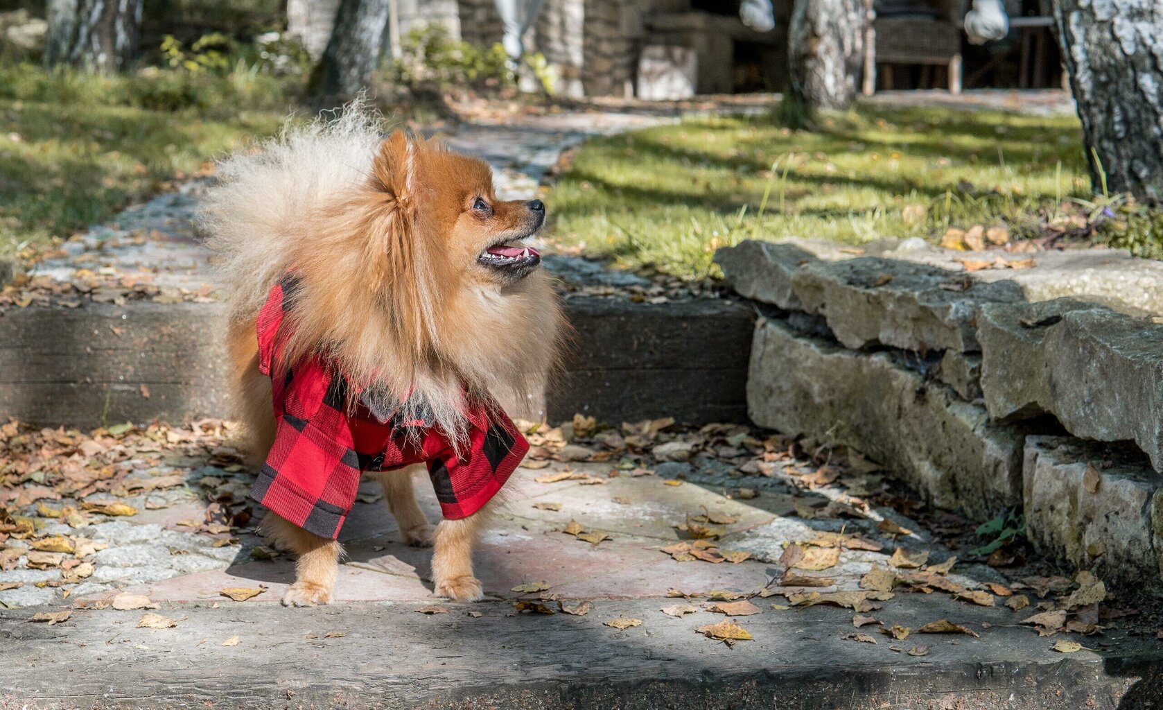 Amiplay t-särk koertele Ranger, punane, erinevad suurused hind ja info | Koerte riided | hansapost.ee