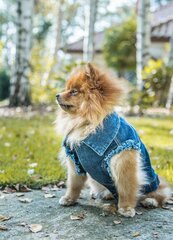 Жилет Amiplay для собак Denim, синий, раз. размеры цена и информация | Одежда для собак | hansapost.ee