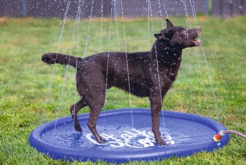Koera matt Beeztees Sprinkler Stay Cool, 100cm цена и информация | Pesad, asemed | hansapost.ee