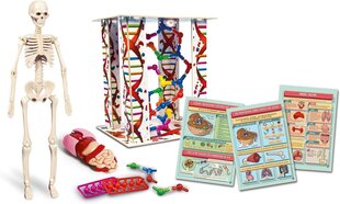 Развивающая игра Clementoni Human Body Mini цена и информация | Развивающие игрушки для детей | hansapost.ee