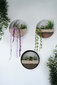 Seinakaunistus Plants In Circles, 1 tk цена и информация | Sisustuselemendid | hansapost.ee