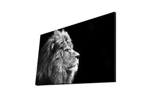 Reproduktsioon Lõvi 4570DHDACT-058 hind ja info | Seinapildid | hansapost.ee