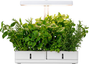 Airam Daisy цена и информация | Проращиватели, лампы для растений | hansapost.ee