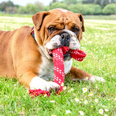 Rogz Scrubz Large Red красная веревка, 54 см цена и информация | Игрушки для собак | hansapost.ee