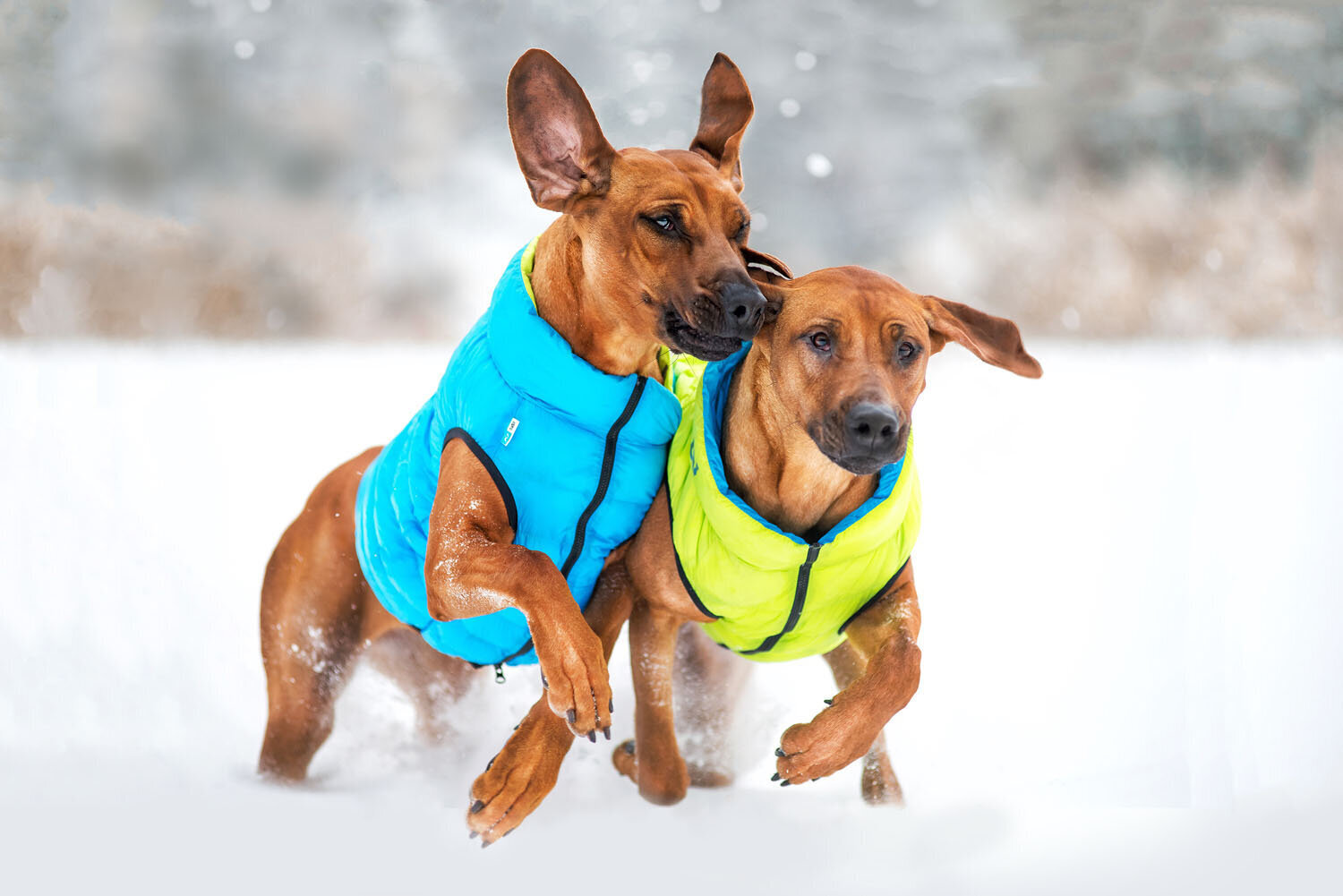 Kahepoolne koerajope AiryVest, erinevad suurused, sinine/roheline hind ja info | Koerte riided | hansapost.ee