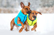 Kahepoolne koerajope AiryVest, erinevad suurused, sinine/roheline hind ja info | Koerte riided | hansapost.ee