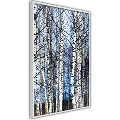 Плакат Winter Birch Trees цена и информация | Картины, живопись | hansapost.ee