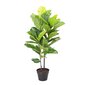 Kunstpuu FIDDLE LEAF, H190cm hind ja info | Kunstlilled | hansapost.ee