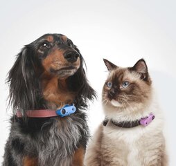 Ultraheli koeraripats puukide ja kirpude vastu Tickless Mini Dog, roheline hind ja info | TickLess Lemmikloomatarbed | hansapost.ee