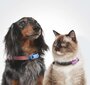 Ultraheli koeraripats puukide ja kirpude vastu Tickless Mini Dog, roheline hind ja info | Vitamiinid ja parasiiditõrje | hansapost.ee