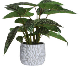 ARTIFICIAL SYNGONIUM H39CM hind ja info | Kunstlilled | hansapost.ee