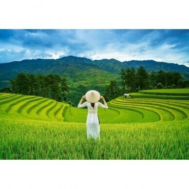 Pusle Castorland Rice Fields in Vietnam 1000 osa цена и информация | Pusled lastele ja täiskasvanutele | hansapost.ee