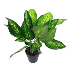 Зеленое растение DIEFFENBACHIA, H45см, черный горшок цена и информация | Искусственные цветы | hansapost.ee
