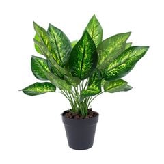 Зеленое растение DIEFFENBACHIA, H45см, черный горшок цена и информация | Искусственные цветы | hansapost.ee