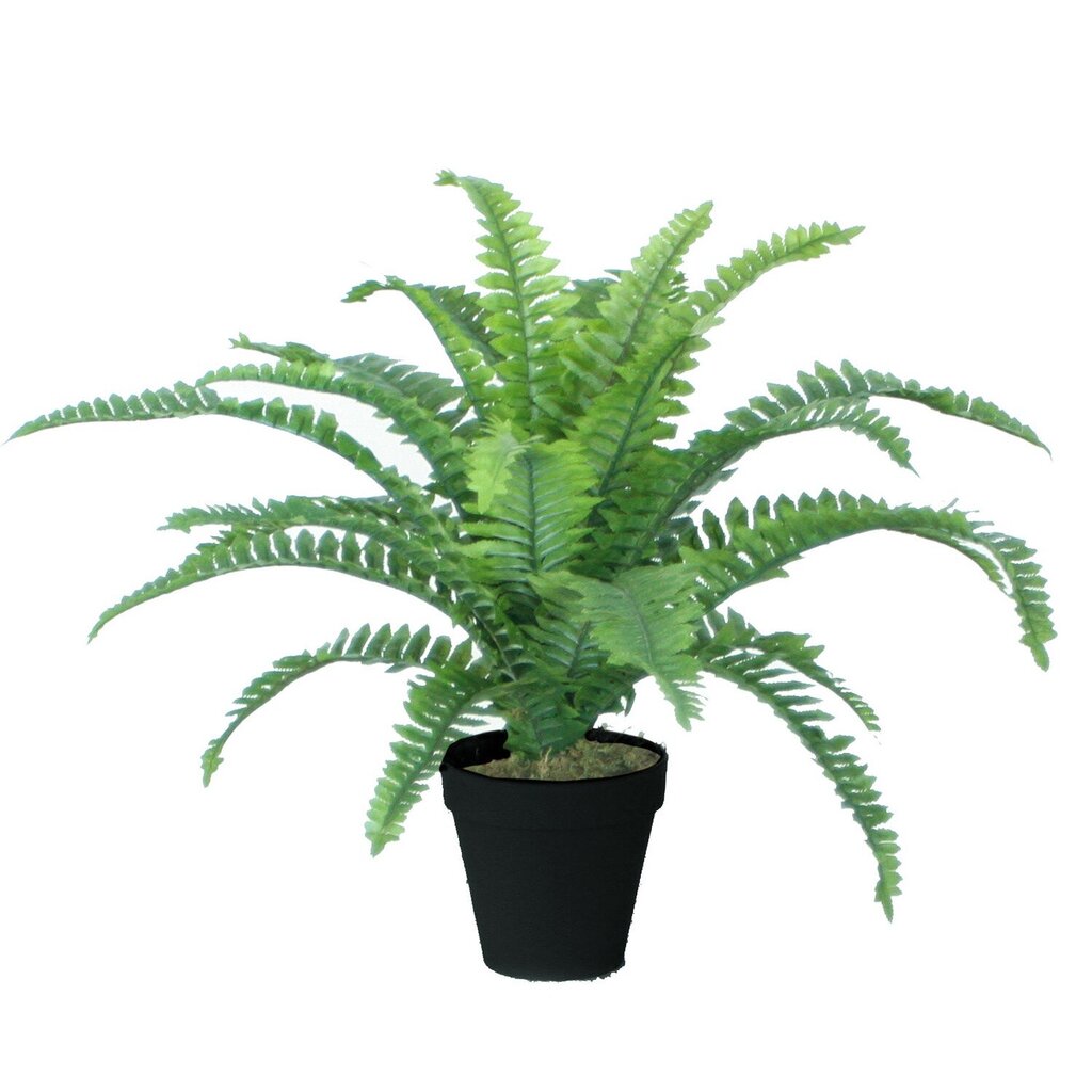 Kunsttaim Boston Fern, 45 cm hind ja info | Kunstlilled | hansapost.ee