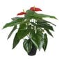 Kunsttaim Anthurium, 45cm цена и информация | Kunstlilled | hansapost.ee