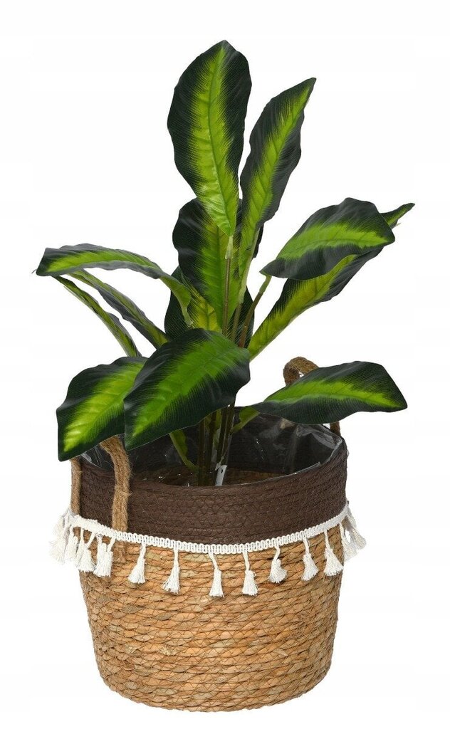 Decorative basket woven natural seagrass S цена и информация | Lillepotid | hansapost.ee