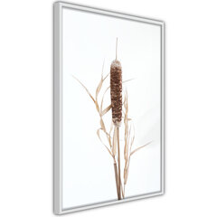 Seinapilt Typha hind ja info | Seinapildid | hansapost.ee