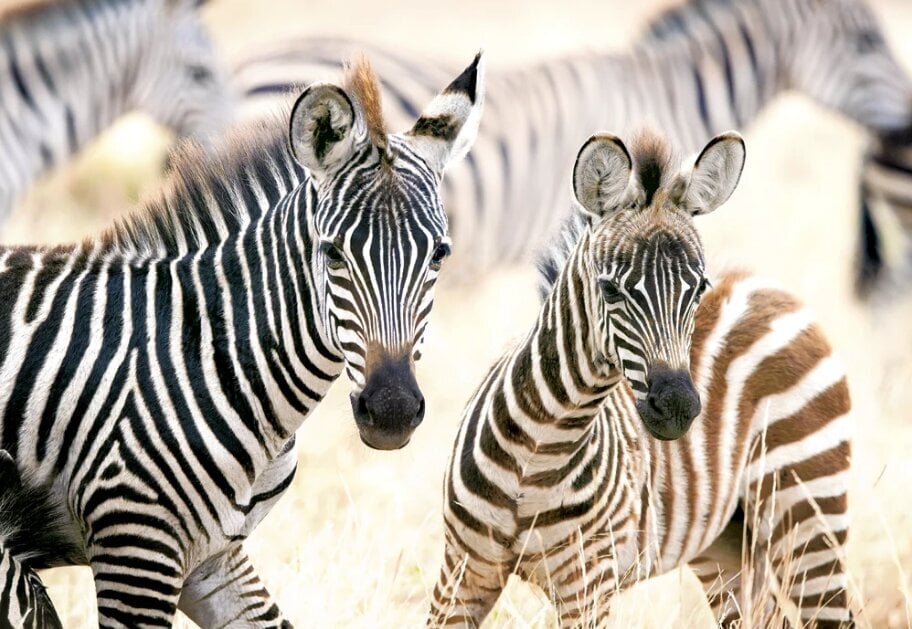 Pusle Castorland, 1000 tk, Young Zebras hind ja info | Pusled lastele ja täiskasvanutele | hansapost.ee