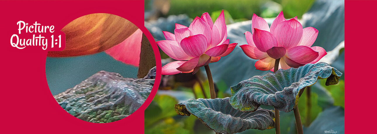 Pusle CherryPazzi Pink Lotus flowers 500-osaline цена и информация | Pusled lastele ja täiskasvanutele | hansapost.ee