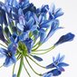 Kunstlill Agapanthus цена и информация | Kunstlilled | hansapost.ee