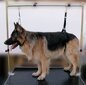 Kinnitusrihmade komplekt koera kinnitamiseks laua külge Show Tech Heavy Duty, 2.5 cm цена и информация | Hooldus/grooming | hansapost.ee