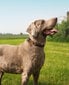 Kaelarihm koertele Lionto, pruun, erinevad suurused hind ja info | Koerte kaelarihmad ja traksid | hansapost.ee