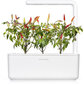 Click & Grow Smart Garden refill Punane tšillipipar 3tk hind ja info | Ürtide ja maitsetaimede seemned | hansapost.ee