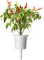 Click & Grow Smart Garden refill Punane tšillipipar 3tk hind ja info | Ürtide ja maitsetaimede seemned | hansapost.ee