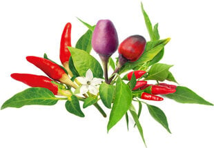 Click & Grow Plant Pod Chilli Pepper Mix 9tk hind ja info | Marja- ja köögiviljaseemned | hansapost.ee