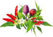 Click & Grow Plant Pod Chilli Pepper Mix 9tk цена и информация | Marja- ja köögiviljaseemned | hansapost.ee
