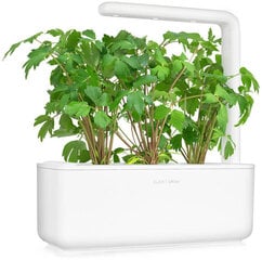 Click & Grow Smart Garden refill Harilik leesputk 3tk hind ja info | Ürtide ja maitsetaimede seemned | hansapost.ee