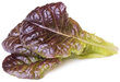 Salat Click & Grow Smart Garden Red Salat, 3 tk hind ja info | Marja- ja köögiviljaseemned | hansapost.ee