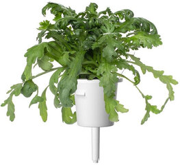 Click & Grow Smart Garden refill Shungiku 3tk hind ja info | Ürtide ja maitsetaimede seemned | hansapost.ee