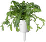 Click & Grow Smart Garden refill Shungiku 3tk цена и информация | Ürtide ja maitsetaimede seemned | hansapost.ee