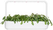 Click & Grow Smart Garden refill Shungiku 3tk hind ja info | Ürtide ja maitsetaimede seemned | hansapost.ee