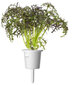 Punane sinep Smart Garden Click & Grow, 3 tk цена и информация | Marja- ja köögiviljaseemned | hansapost.ee