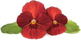 Punane võõrasema Click & Grow Smart Garden Refill, 3tk hind ja info | Lilleseemned | hansapost.ee