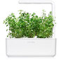 Mägi-piparrohi Click & Grow Smart Garden refill, 3tk hind ja info | Ürtide ja maitsetaimede seemned | hansapost.ee