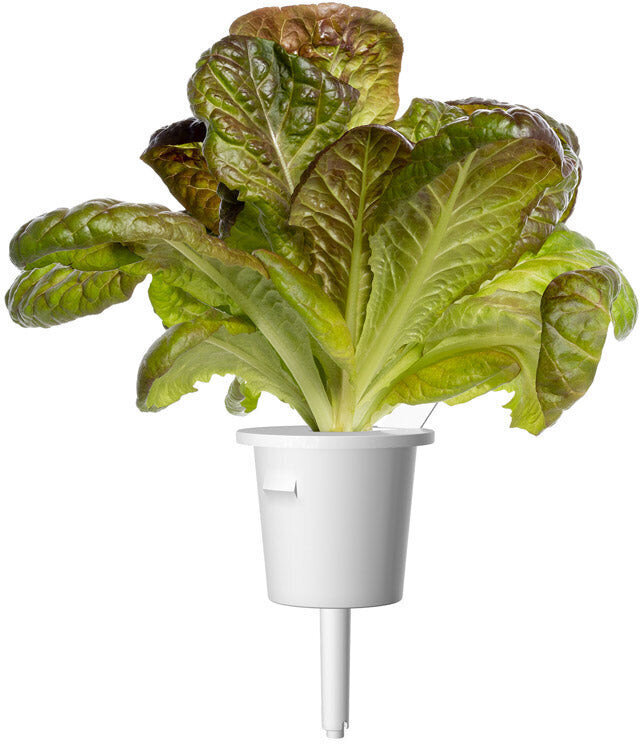 Punane Rooma salat Click & Grow Smart Refill, 3tk hind ja info | Marja- ja köögiviljaseemned | hansapost.ee