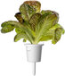 Punane Rooma salat Click & Grow Smart Refill, 3tk hind ja info | Marja- ja köögiviljaseemned | hansapost.ee