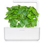 Marseille basiilik Click & Grow Smart Garden refill, 3tk hind ja info | Ürtide ja maitsetaimede seemned | hansapost.ee