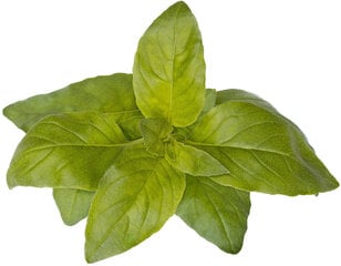 Laimbasiilik Click & Grow Smart Garden refill, 3tk hind ja info | Ürtide ja maitsetaimede seemned | hansapost.ee